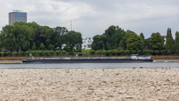 Niedrigwasser am Rhein: Blick auf das weitgehend trockene Flussbett am Beueler Rheinufer in Bonn bei einem Pegelstand von 78 cm am Pegel Bonn